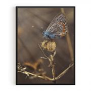 Quadro Decorativo Borboleta Azulinha Comercial Ramos