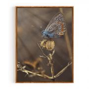 Quadro Decorativo Borboleta Azulinha Comercial Ramos