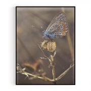 Quadro Decorativo Borboleta Azulinha Comercial Ramos