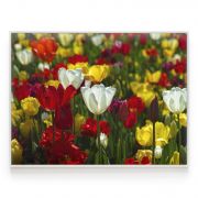 Quadro Decorativo Campo de Tulipas Comercial Ramos