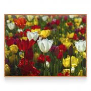 Quadro Decorativo Campo de Tulipas Comercial Ramos