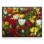 Quadro Decorativo Campo de Tulipas Comercial Ramos