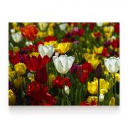 Quadro Decorativo Campo de Tulipas Comercial Ramos