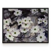 Quadro Decorativo Cornus Florida Branca Comercial Ramos