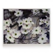 Quadro Decorativo Cornus Florida Branca Comercial Ramos