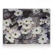 Quadro Decorativo Cornus Florida Branca Comercial Ramos