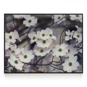 Quadro Decorativo Cornus Florida Branca Comercial Ramos