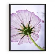 Quadro Decorativo Cosmos-de-jardim Comercial Ramos