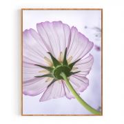 Quadro Decorativo Cosmos-de-jardim Comercial Ramos