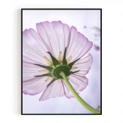 Quadro Decorativo Cosmos-de-jardim Comercial Ramos