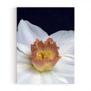 Quadro Decorativo Daffodil Comercial Ramos