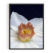 Quadro Decorativo Daffodil Comercial Ramos