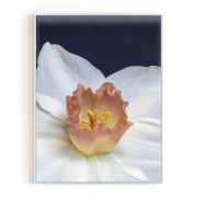 Quadro Decorativo Daffodil Comercial Ramos