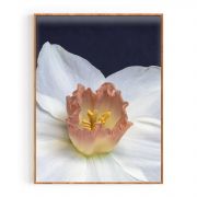 Quadro Decorativo Daffodil Comercial Ramos