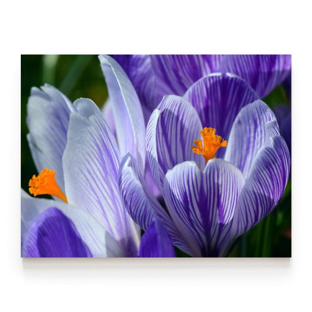 Quadro Decorativo Flor de Açafrão Comercial Ramos