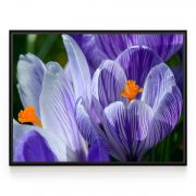 Quadro Decorativo Flor de Açafrão Comercial Ramos