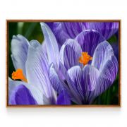 Quadro Decorativo Flor de Açafrão Comercial Ramos