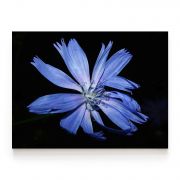 Quadro Decorativo Flor Azul Chicória Comercial Ramos