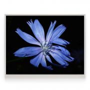 Quadro Decorativo Flor Azul Chicória Comercial Ramos