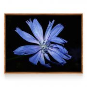 Quadro Decorativo Flor Azul Chicória Comercial Ramos