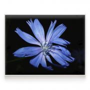 Quadro Decorativo Flor Azul Chicória Comercial Ramos