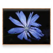 Quadro Decorativo Flor Azul Chicória Comercial Ramos