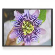 Quadro Decorativo Flor-da-Paixão Comercial Ramos