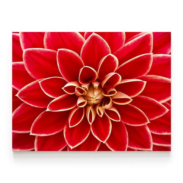 Quadro Decorativo Flor Dália Comercial Ramos