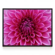 Quadro Decorativo Flor Dália ll Comercial Ramos