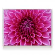 Quadro Decorativo Flor Dália ll Comercial Ramos