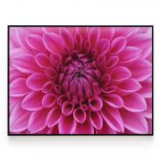 Quadro Decorativo Flor Dália ll Comercial Ramos