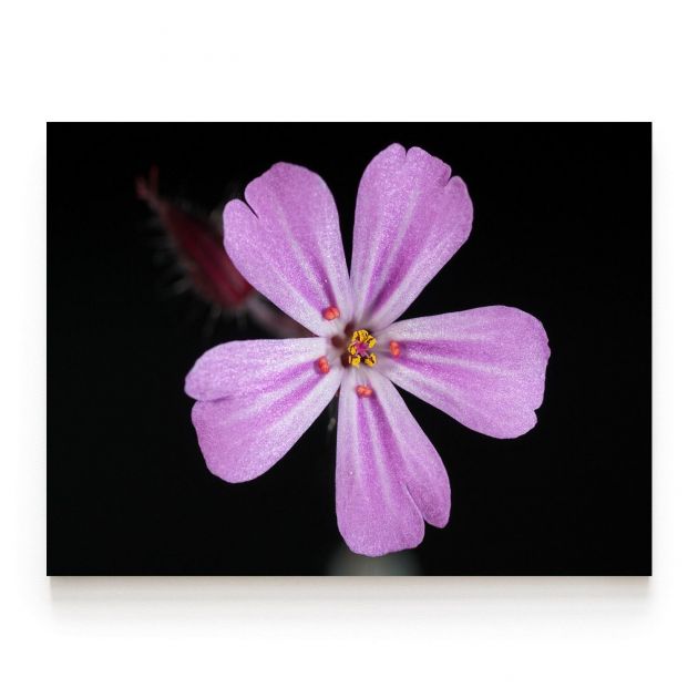 Quadro Decorativo Flor Lilás Comercial Ramos