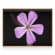 Quadro Decorativo Flor Lilás Comercial Ramos