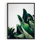 Quadro Decorativo Folhas de Bananeira Comercial Ramos