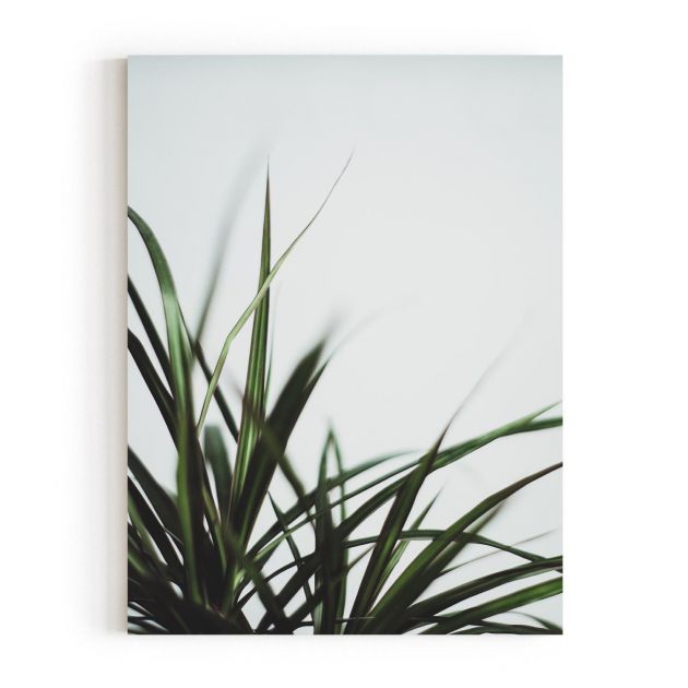 Quadro Decorativo Folhas de Dracaena Comercial Ramos