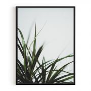 Quadro Decorativo Folhas de Dracaena Comercial Ramos