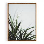 Quadro Decorativo Folhas de Dracaena Comercial Ramos