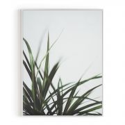 Quadro Decorativo Folhas de Dracaena Comercial Ramos