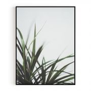 Quadro Decorativo Folhas de Dracaena Comercial Ramos