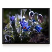 Quadro Decorativo Gentiana Comercial Ramos