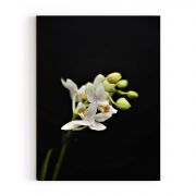 Quadro Decorativo Orquídea Branca II Comercial Ramos