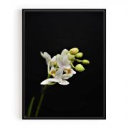 Quadro Decorativo Orquídea Branca II Comercial Ramos