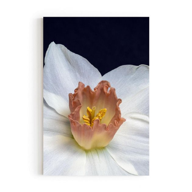 Quadro Decorativo Daffodil Comercial Ramos