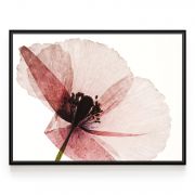 Quadro Decorativo Flor de Papoila Comercial Ramos