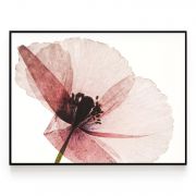 Quadro Decorativo Flor de Papoila Comercial Ramos