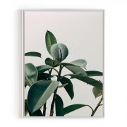 Quadro Decorativo Folha de Ficus Comercial Ramos