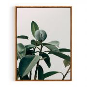 Quadro Decorativo Folha de Ficus Comercial Ramos