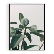 Quadro Decorativo Folha de Ficus Comercial Ramos