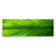 Quadro Decorativo Folha Verde Comercial Ramos