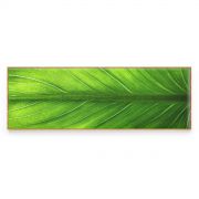 Quadro Decorativo Folha Verde Comercial Ramos